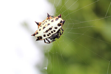 Macro shot of a white spiny-backed orb weaver spider on a web
