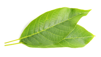 Obraz premium Green leaves of walnut tree on white background, top view