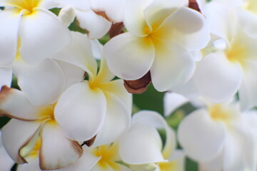 Naklejka na ściany i meble white frangipani flowers
