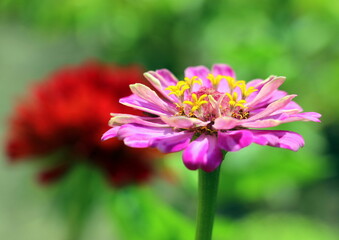 Obraz premium Lilac zinnia in the garden in summer. Floral background for cover or flyer when selling seeds. Cultivation and selection of beautiful annual flowering buds.