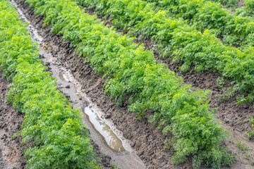 Fototapeta na wymiar Ridges with long rows of fresh green carrot plants. It has just rained, the ground is wet and there are puddles of water between the ridges. The photo is taken on a cloudy day in Dutch summer season.
