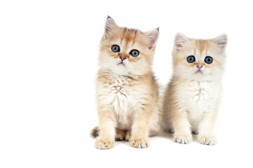 Obraz premium Two kittens British gold on white background
