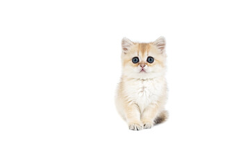 Kitten British gold on white background