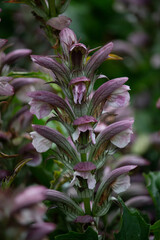 dunkel rote Blätter 