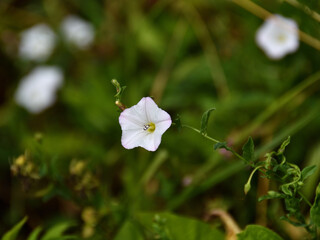 Close-up of a white, with pinkish shades, Field Bindweed flower on a summer day with a bokeh of green meadow grass.