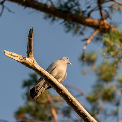 Stock dove in a tree