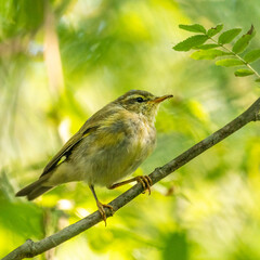 Willow warbler in the tree