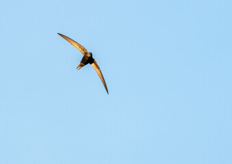 Obraz premium Common swift flying