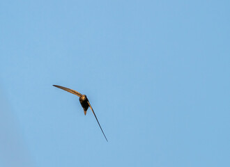 Common swift flying