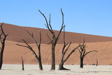foresta cristallizzata