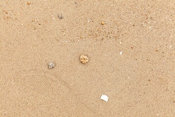Clean brown fine sand and shell fragments for use as a background