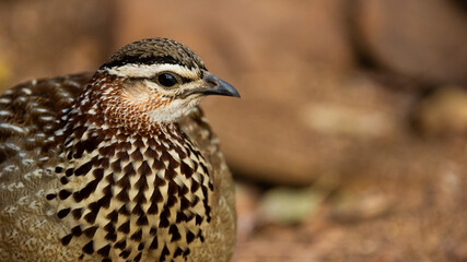 close up of a crested francolin