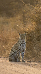 young leopardess, sitting in the road
