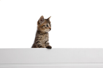 Cute little tabby kitten on white background