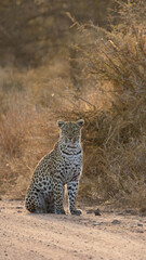 young leopardess, sitting in the road
