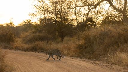 Naklejka premium a leopard crossing in golden light