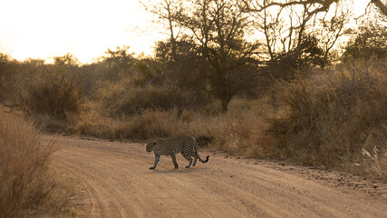 a leopard crossing in golden light