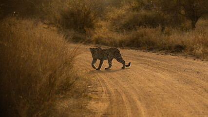 a leopard crossing in golden light