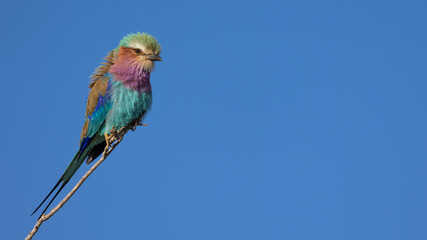 lilac-breasted roller close up, perched on a branch