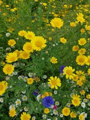 Yellow daisy wild flowers from above 