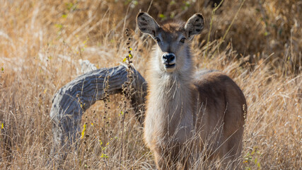 a young waterbuck calf in the wild