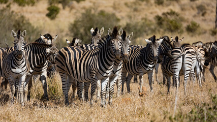 Fototapeta na wymiar a dazzle of zebras in the wild