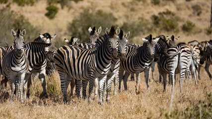 Foto op Canvas een verblinding van zebra& 39 s in het wild © Jurgens