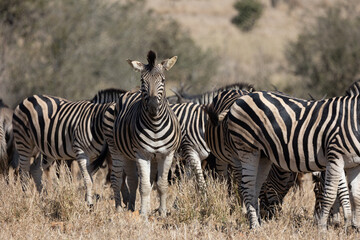 Fototapeta na wymiar a dazzle of zebras in the wild