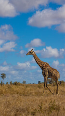 Tall giraffe with blue sky background