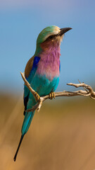 lilac-breasted roller close up, perched on a branch