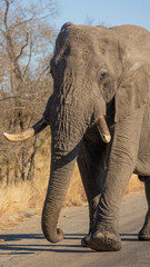 big bull african elephant on the move