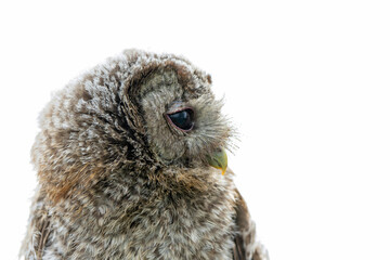 Juvenile young tawny owl or brown owl (Strix aluco) on a tree in the forest of Gelderland in the Netherlands.                        