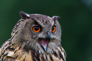 Portrait of an Eurasian Eagle-Owl (Bubo bubo) sitting on a branch in Gelderland  in the Netherlands   