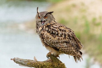Eurasian Eagle-Owl (Bubo bubo) sitting on a branch in Gelderland  in the Netherlands   - obrazy, fototapety, plakaty
