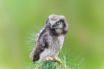 Juvenile Northern hawk-owl or northern hawk owl (Surnia ulula) on a branch (Pinus) with a green background.  