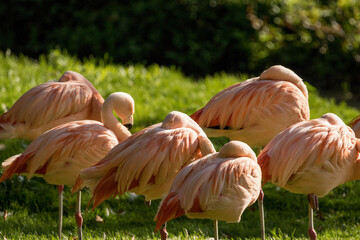 Sleeping Pink Flamingos with their heads tucked under their large wings.