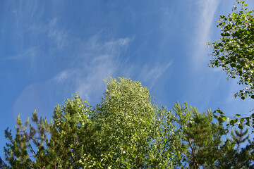 the sky above the treetops