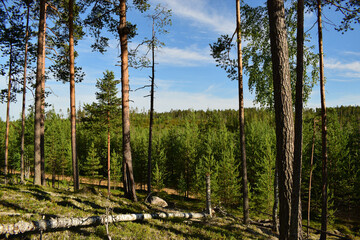 northern forest on a sunny day