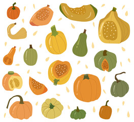 Colored pumpkin collection, autumn vegetable whole and slice.