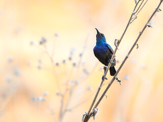 Male Palestine Sunbird Perched on a Plant Stem