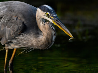 Great Blue Heron Holding a Minnow in its Beak, Closeup Portrait on Dark Green Background