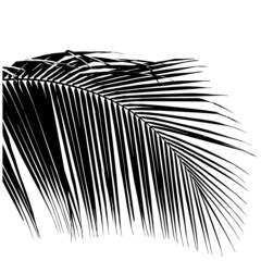 Black silhouette of a palm branch on a white background. Design element. Vector illustration
