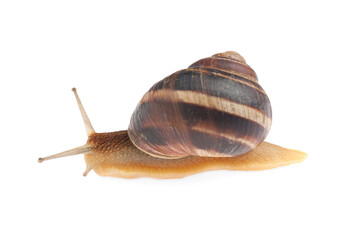 Common garden snail crawling on white background