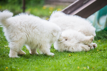 Funny fluffy white Samoyed puppies dogs are playing