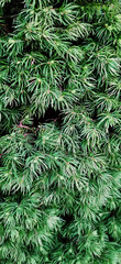 Pine Tree Needles Background. Nature Wallpaper. Copy space