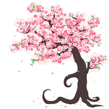 Sakura tree and petals.