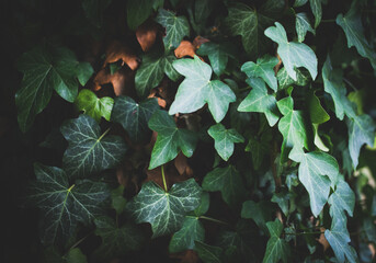 hedera helis dark green nature background