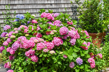 Fototapeta premium Cape Cod Hydrangeas
