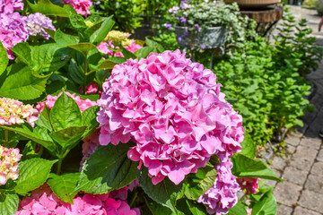 Obraz premium Cape Cod Hydrangeas