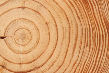 Fototapeta na wymiar Pine tree cut texture. Light wood texture close up. 
